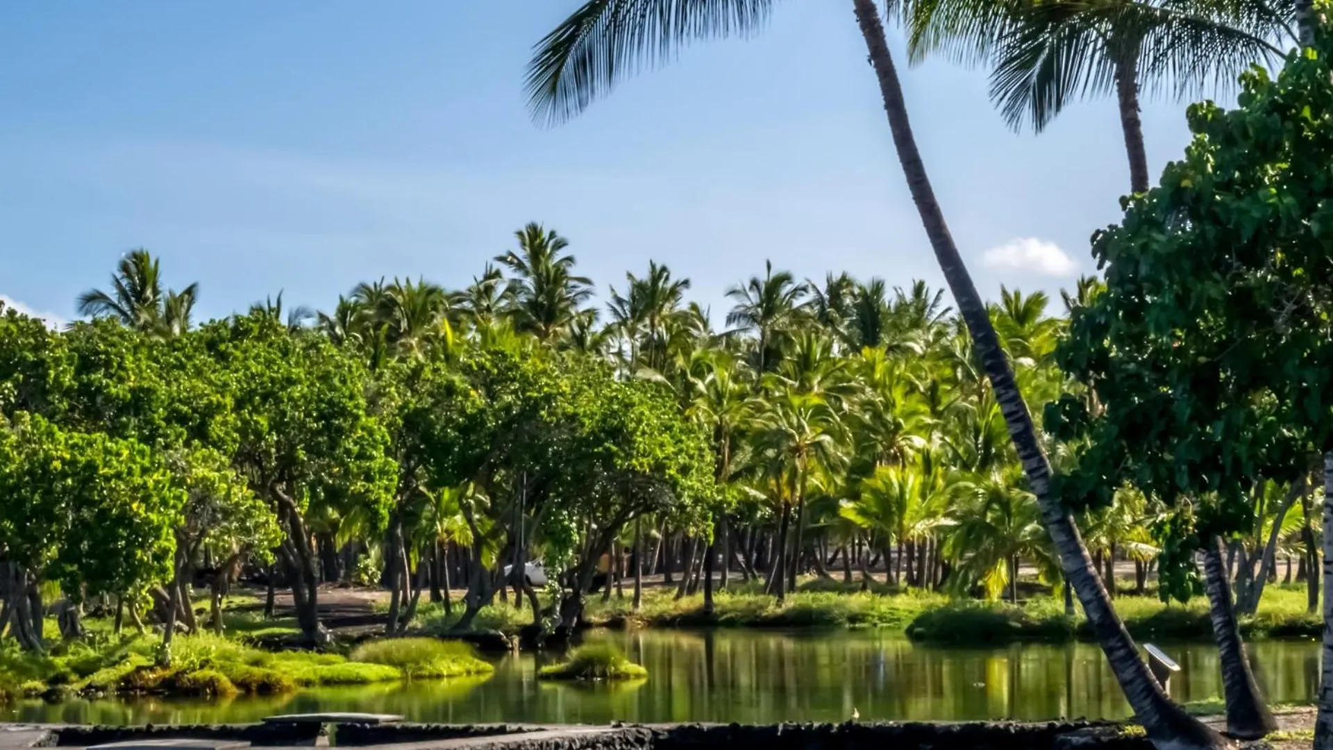 Kbm Resorts Free Car Mauna Lani Iml-D3 와이콜로아 빌리지 미국